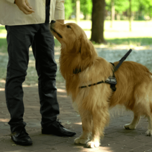 Dog Behaviour and Training