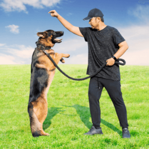 Dog Trainer - Complete Career Guide - 5 Courses In 1